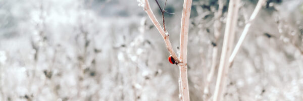 4FE78EE1-FCFB-4F8A-AA8C-7B9DB88A658D